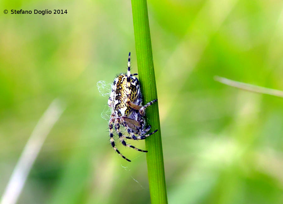 Campo Felice (AQ) - da identificare